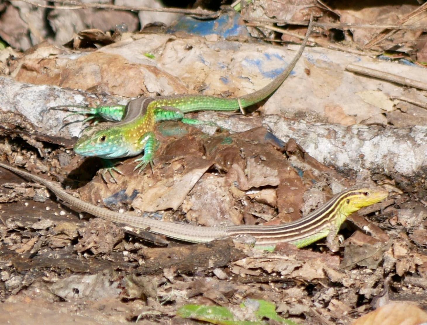 ホテル La Cima Tayrona サンタ・マルタ エクステリア 写真