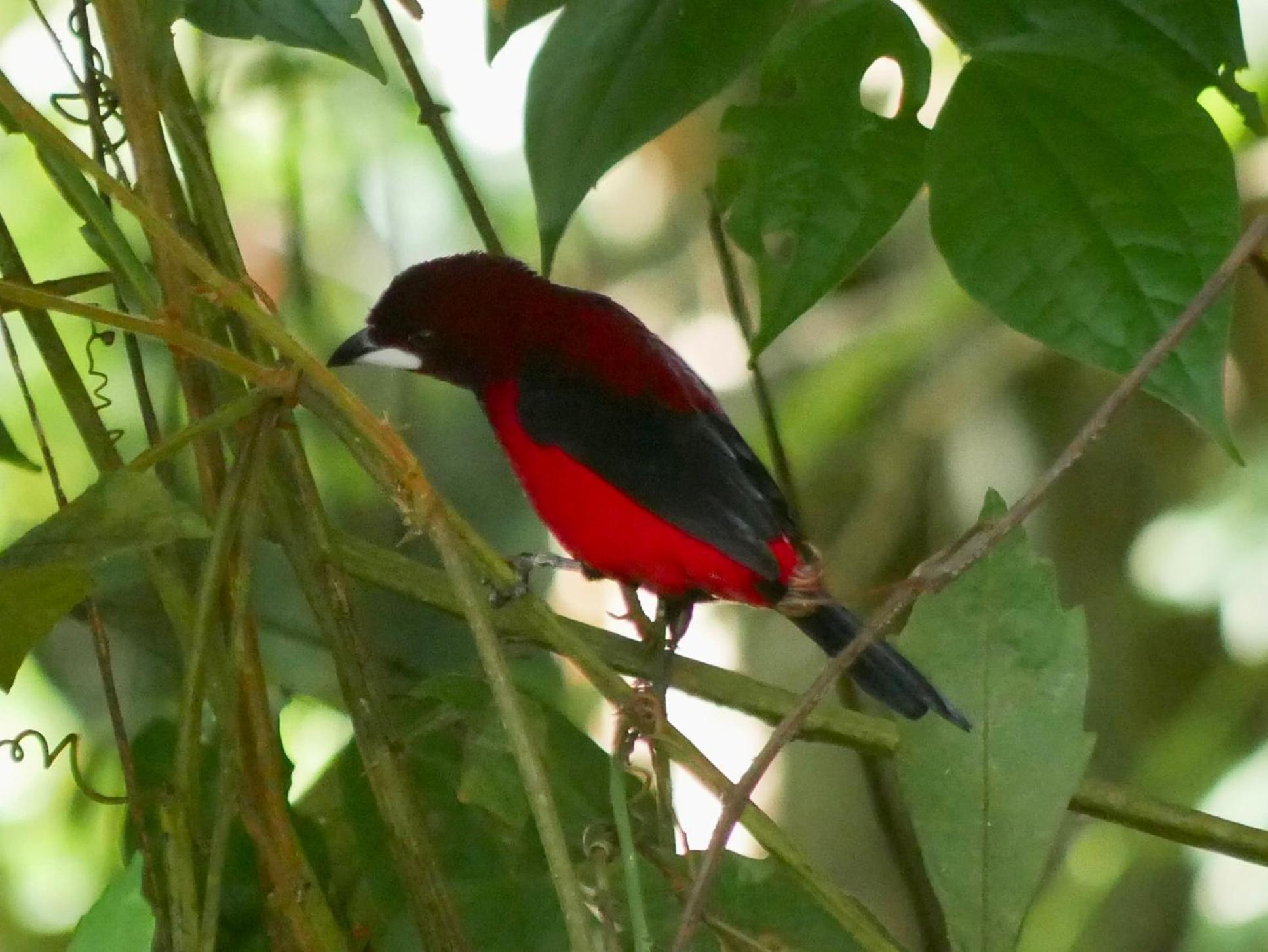 ホテル La Cima Tayrona サンタ・マルタ エクステリア 写真